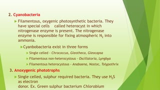 2. Cyanobacteria
 Filamentous, oxygenic photosynthetic bacteria. They
have special cells called heterocyst in which
nitrogenase enzyme is present. The nitrogenase
enzyme is responsible for fixing atmospheric N2 into
ammonia.
Cyanbobacteria exist in three forms
 Single celled - Chrococcus, Gleotheca, Gleocapsa
 Filamentous non-heterocystous - Oscillatoria, Lyngbya
 Filamentous heterocystous - Anabaena, Nostoc, Tolypothrix
3. Anoxygenic phototrophs
 Single celled, sulphur required bacteria. They use H2S
as electron
donor. Ex. Green sulphur bacterium Chlorobium
 