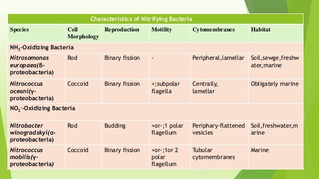 bacteria classification