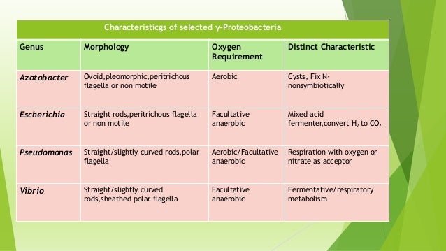 Classification of Bacteria microbiology