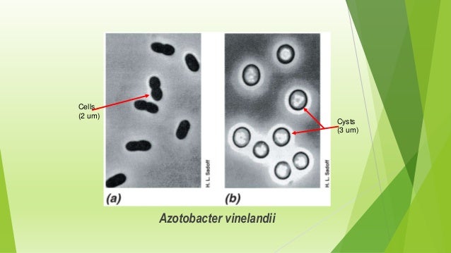 Classification of Bacteria microbiology