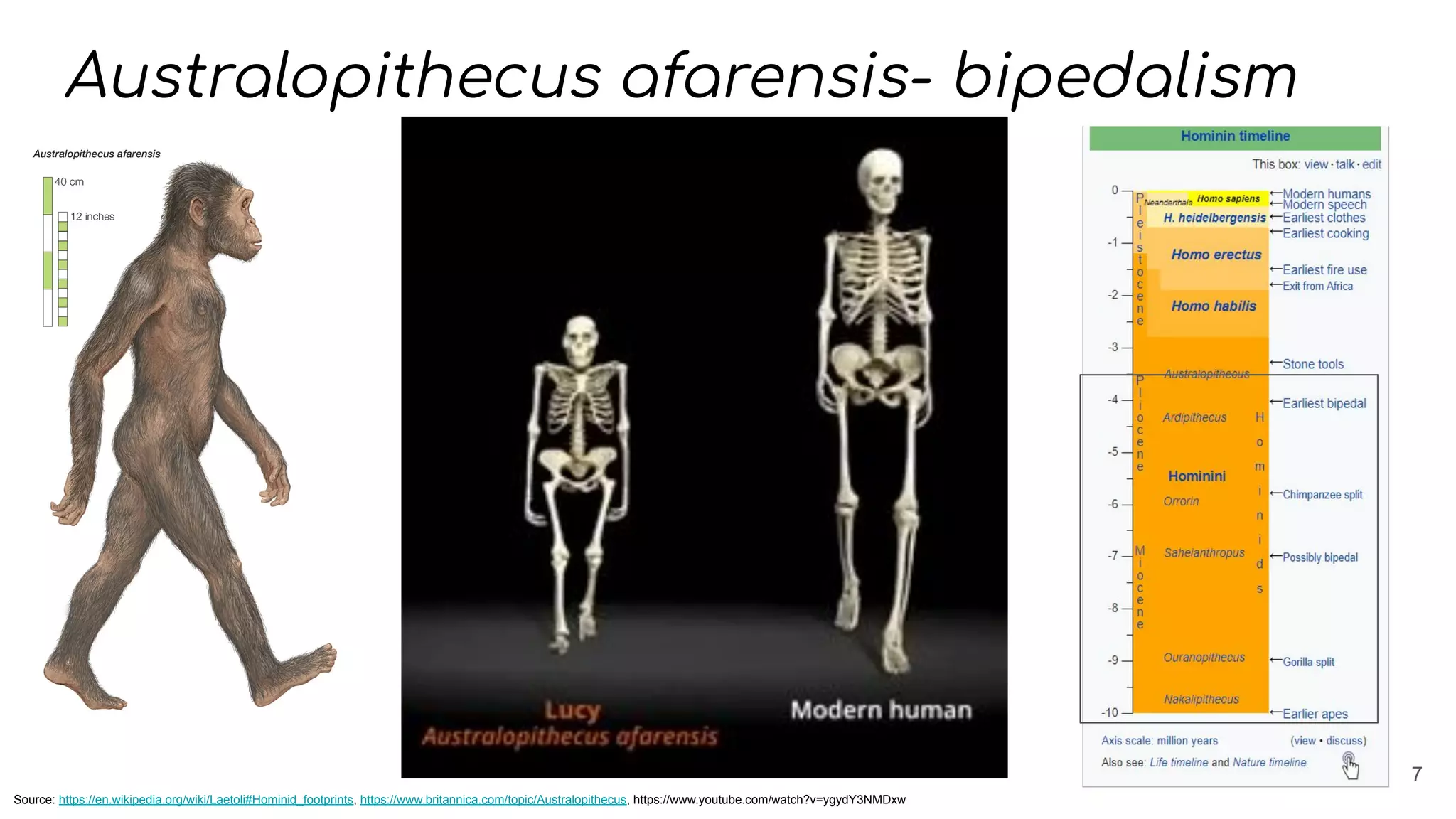 Australopithecus afarensis- bipedalism
7
Source: https://en.wikipedia.org/wiki/Laetoli#Hominid_footprints, https://www.britannica.com/topic/Australopithecus, https://www.youtube.com/watch?v=ygydY3NMDxw
 
