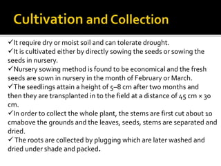 It require dry or moist soil and can tolerate drought.
It is cultivated either by directly sowing the seeds or sowing the
seeds in nursery.
Nursery sowing method is found to be economical and the fresh
seeds are sown in nursery in the month of February or March.
The seedlings attain a height of 5–8 cm after two months and
then they are transplanted in to the field at a distance of 45 cm × 30
cm.
In order to collect the whole plant, the stems are first cut about 10
cmabove the grounds and the leaves, seeds, stems are separated and
dried.
The roots are collected by plugging which are later washed and
dried under shade and packed.
 