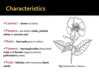 Leaves:- Green in colour
Flowers:-are either violet, pinkish
white or carmine red .
Root:- Sare pale grey in colour
Flowers:- Hermaphrodite (have both
male and female organs) and are
pollinated by bees.
Fruit:- follicles with numerous black
seeds. Fig.Catharanthus Roseus
 