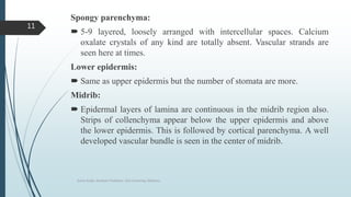 Spongy parenchyma:
 5-9 layered, loosely arranged with intercellular spaces. Calcium
oxalate crystals of any kind are totally absent. Vascular strands are
seen here at times.
Lower epidermis:
 Same as upper epidermis but the number of stomata are more.
Midrib:
 Epidermal layers of lamina are continuous in the midrib region also.
Strips of collenchyma appear below the upper epidermis and above
the lower epidermis. This is followed by cortical parenchyma. A well
developed vascular bundle is seen in the center of midrib.
Sonia Singh, Assistant Professor, GLA University, Mathura
11
 