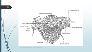 Sonia Singh, Assistant Professor, GLA University, Mathura
12
 