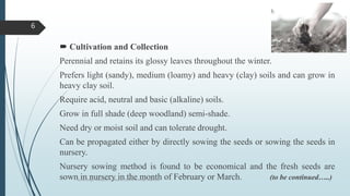  Cultivation and Collection
Perennial and retains its glossy leaves throughout the winter.
Prefers light (sandy), medium (loamy) and heavy (clay) soils and can grow in
heavy clay soil.
Require acid, neutral and basic (alkaline) soils.
Grow in full shade (deep woodland) semi-shade.
Need dry or moist soil and can tolerate drought.
Can be propagated either by directly sowing the seeds or sowing the seeds in
nursery.
Nursery sowing method is found to be economical and the fresh seeds are
sown in nursery in the month of February or March. (to be continued…..)Sonia Singh, Assistant Professor, GLA University, Mathura
6
 