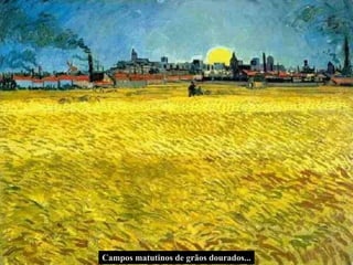 Campos matutinos de grãos dourados... 