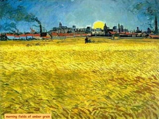 morning fields of amber grain 