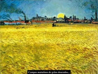 Campos matutinos de grãos dourados... 