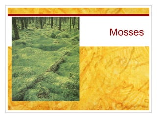 Mosses 