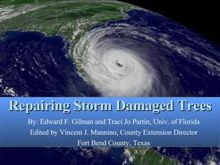 Repairing Storm Damaged Trees By: Edward F. Gilman and Traci Jo Partin, Univ. of Florida Edited by Vincent J. Mannino, County Extension Director Fort Bend County, Texas 