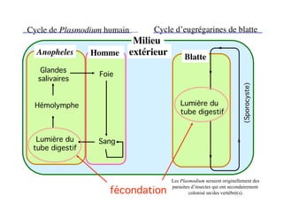 Cycle de Plasmodium humain
    Cycle d’eugrégarines de blatte
                          Milieu
  Anopheles
      Homme
 extérieur
         Blatte
   Glandes
                   Foie
  salivaires




                                                                        (Sporocyste)
 Hémolymphe
                              Lumière du
                                          tube digestif


  Lumière du
      Sang
 tube digestif



                                      Les Plasmodium seraient originellement des

                      fécondation
                                      parasites d’insectes qui ont secondairement
                                              colonisé un/des vertébré(s).
 