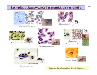 Exemples d’Apicomplexa à transmission vectorielle
                                                                                                      35/46




                                                              Plasmodium sp.
          Plasmodium falciparum




                                                                           Hepatozoon
Haemoproteus sp.
               
                                                       sp.1
         sp.2

                                   Parahaemoproteus sp.
                                                      




                                                                       Hepatocystis sp.
                                                                                      


           Leucocytozoon sp.
                           
                                                Egalement: Polychromophilus, Bioccala, Nycteria, …
 
