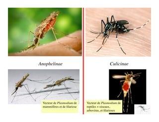 Anophelinae
                                   Culicinae




  Vecteur de Plasmodium de     Vecteur de Plasmodium de
  mammifères et de ﬁlariose
   reptiles + oiseaux,
                               arbovirus, et ﬁlarioses
 