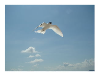 Les anophèles : hôtes et vecteurs de Plasmodium