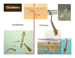 Anophelinae
   Culicinae
 