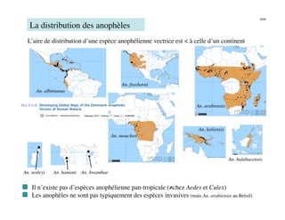 6/46

      La distribution des anophèles
    L’aire de distribution d’une espèce anophélienne vectrice est < à celle d’un continent




                                                  An. freeborni
           An. albimanus

Hay S et al.
                                                              An. arabiensis



                                                                            An. koliensis
                                             An. moucheti



                                                                                             An. balabacensis

 An. notleyi
     An. hamoni
 An. bwambae


       Il n’existe pas d’espèces anophélienne pan-tropicale (≠chez Aedes et Culex)
       Les anophèles ne sont pas typiquement des espèces invasives (mais An. arabiensis au Brésil)
 