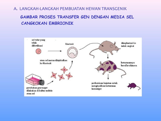 Hewan Transgenik | PPT