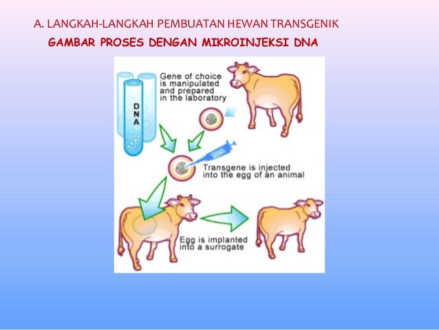 Hewan Transgenik