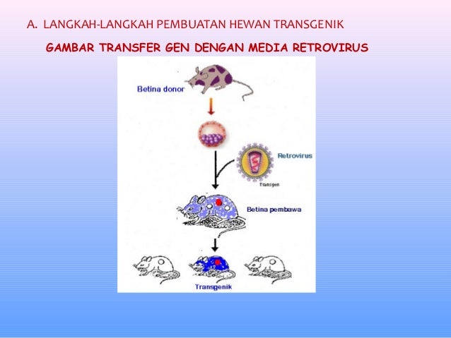 30+ Proses transgenik pada hewan terbaru