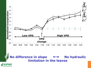 Developing crops with high productivity at high temperature
