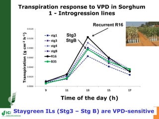 Developing crops with high productivity at high temperature