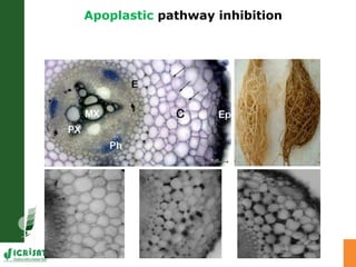 Developing crops with high productivity at high temperature