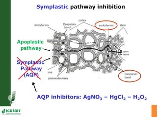 Developing crops with high productivity at high temperature