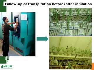 Developing crops with high productivity at high temperature
