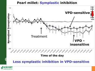 Developing crops with high productivity at high temperature