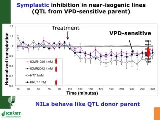 Developing crops with high productivity at high temperature