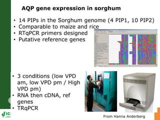 Developing crops with high productivity at high temperature