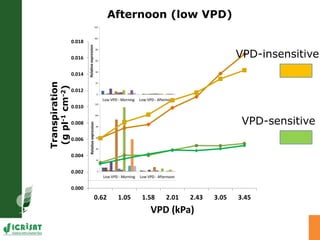 Developing crops with high productivity at high temperature