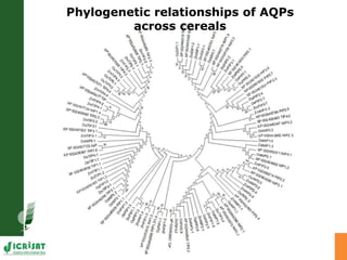 Developing crops with high productivity at high temperature