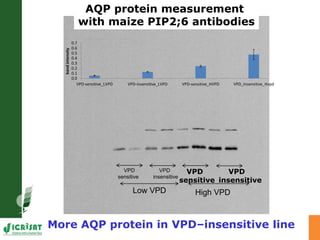 Developing crops with high productivity at high temperature