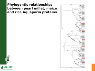 Developing crops with high productivity at high temperature