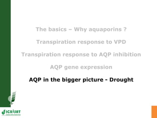 Developing crops with high productivity at high temperature