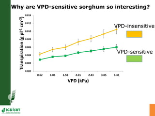 Developing crops with high productivity at high temperature