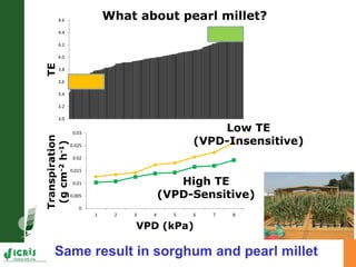 Developing crops with high productivity at high temperature