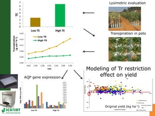 Developing crops with high productivity at high temperature