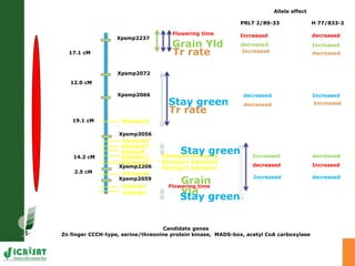 Developing crops with high productivity at high temperature