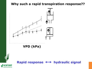 Developing crops with high productivity at high temperature