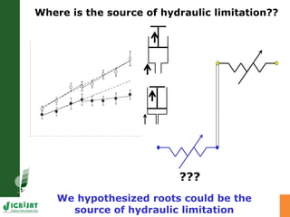 Developing crops with high productivity at high temperature
