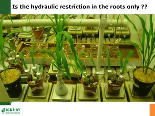 Developing crops with high productivity at high temperature