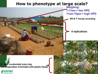 Adaptation of SAT crops to water limitation and climate change