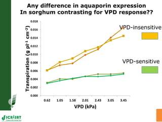 Adaptation of SAT crops to water limitation and climate change