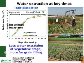 Adaptation of SAT crops to water limitation and climate change
