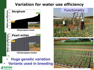 Water stress and climate change adaptation: From trait dissection to yield