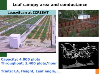 Water stress and climate change adaptation: From trait dissection to yield