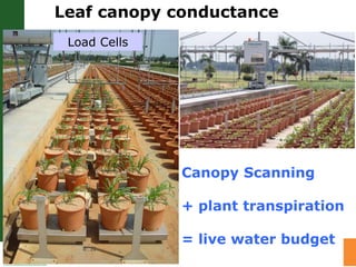 Water stress and climate change adaptation: From trait dissection to yield